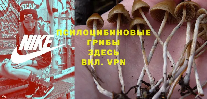 наркошоп  Михайловск  Псилоцибиновые грибы Psilocybe 